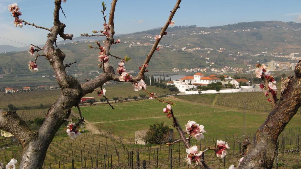 Quinta De Tourais Otel Lamego Dış mekan fotoğraf